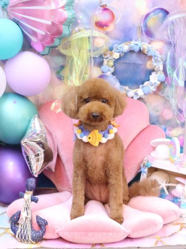 20240814かぐらちゃん